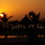 black-wolves-in-drum-spre-dakar