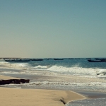 black-wolves-in-mauritania-2