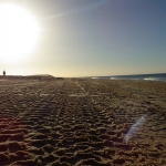 black-wolves-in-mauritania