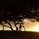 black-wolves-in-senegal-2