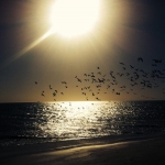 black-wolves_apus-in-rezervatia-mauritania