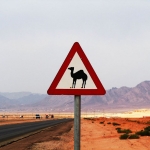 black-wolves_atentie-camile