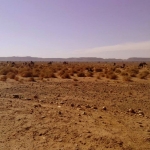 black-wolves_dromaderi-2