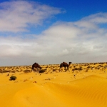 black-wolves_dromaderi