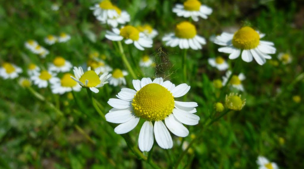 12 plante medicinale pe care le poti creste la tine aces