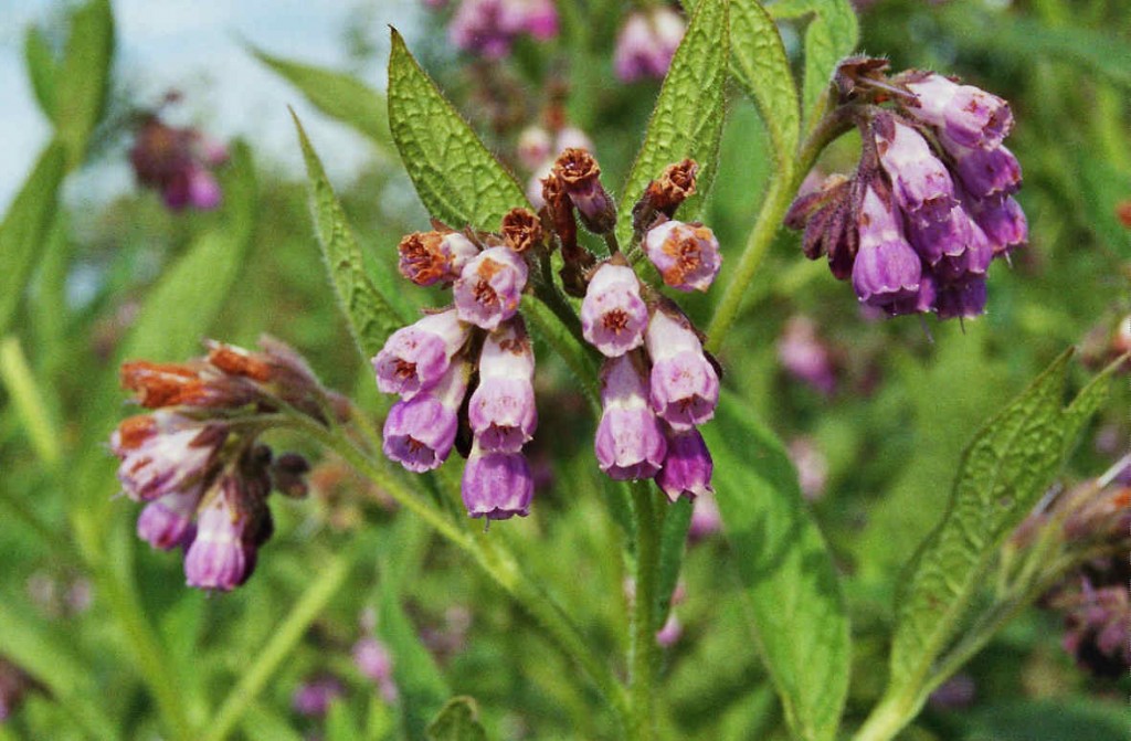 Symphytum x uplandica / Comfrey / Futter-Beinwell