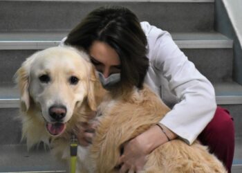 Zilele Facultății de Medicină Veterinară