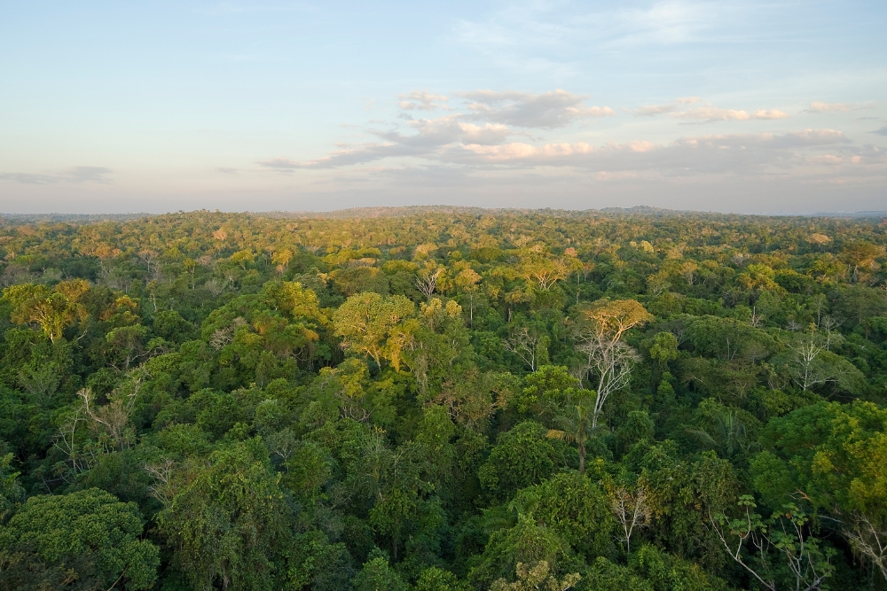 pădurile tropicale amazoniene