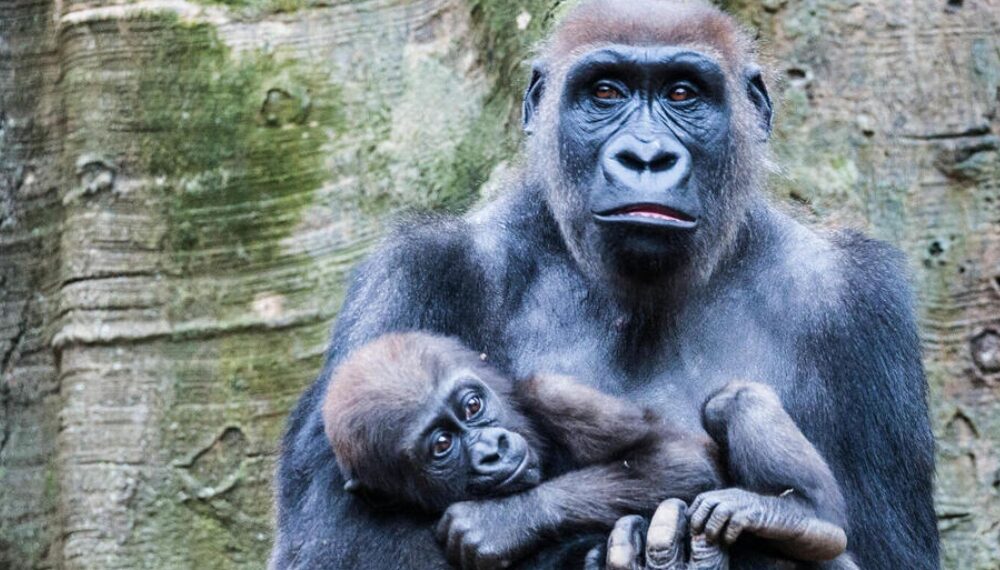 Cross River gorilla