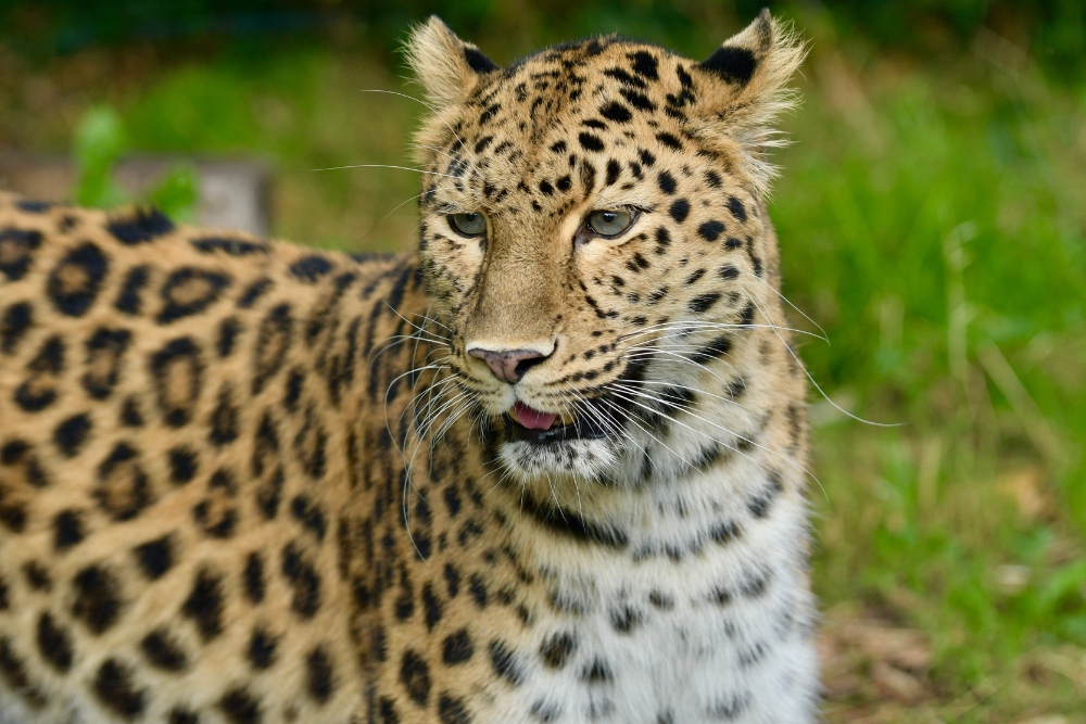 leopard amur