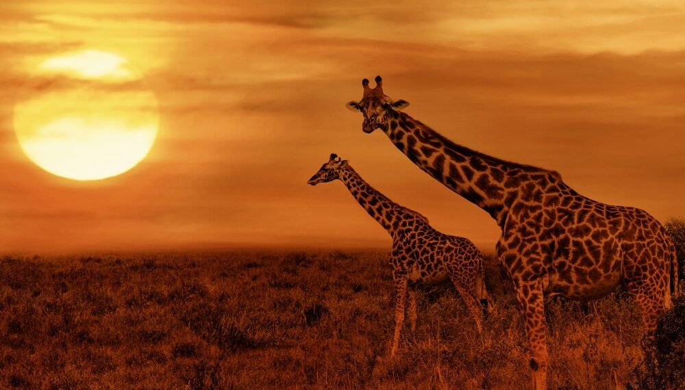 savana desertificare