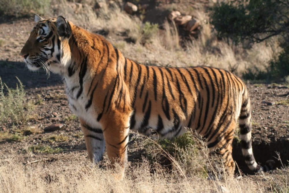 tigru china de sud