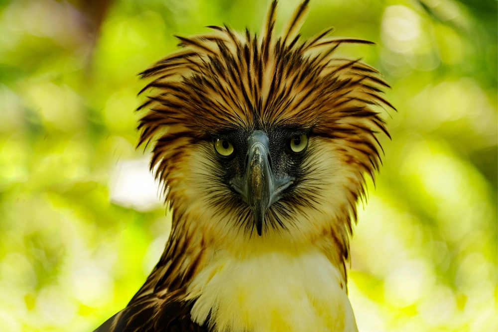 vultur filipinez